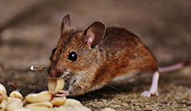 24 Hour & Emergency Exterminators in Delray Beach, FL